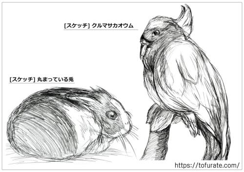 スケッチ-兎とクルマサカオウム.